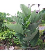 Thai LEEA MACROPHYLLA seeds, great medicinal plant attracting pollinatin... - $73.70 MXN