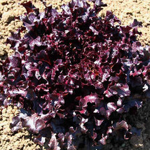 Ship From Us Organic Red Salad Bowl Lettuce - 2 Oz ~50,000 Seeds -HEIRLOOM, TM11 - £52.40 GBP