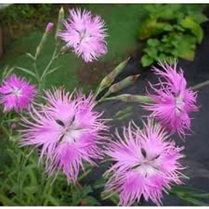 100 Seeds Fringed Pinks Fast Shipping - $9.75