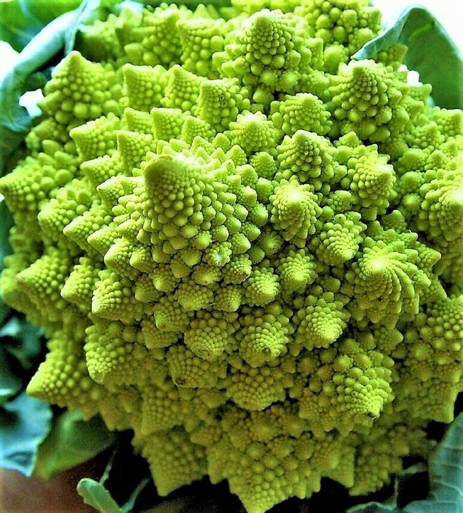 Broccoli Bulbs Garden Store Romanesco Broccoli Seeds 189 Seeds Non-Gmo - Seeds & Bulbs
