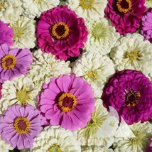 Jstore 200 Seeds Non-GMO Zinnia Blueberry Cheesecake Zinnia Mix Attracts Humming - £7.46 GBP
