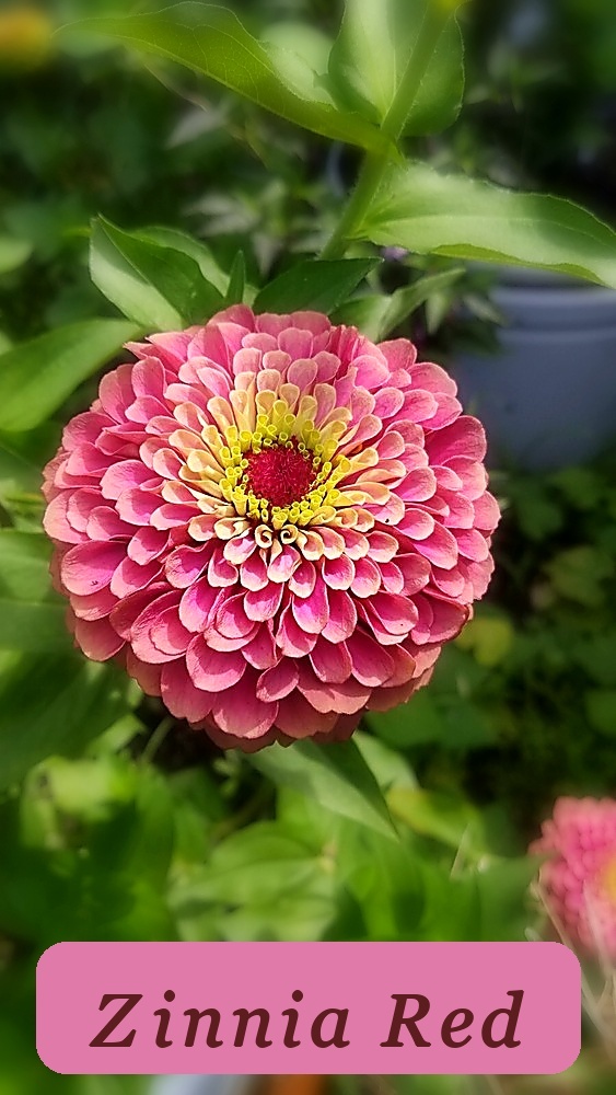 Garden Favorite Queen Lime Red Zinnia Seeds 15 Organic Seeds - $3.78