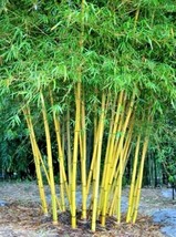 10 Yellow Bamboo Seeds Bambusa Vulgaris Fresh New Seeds - $8.49 CAD
