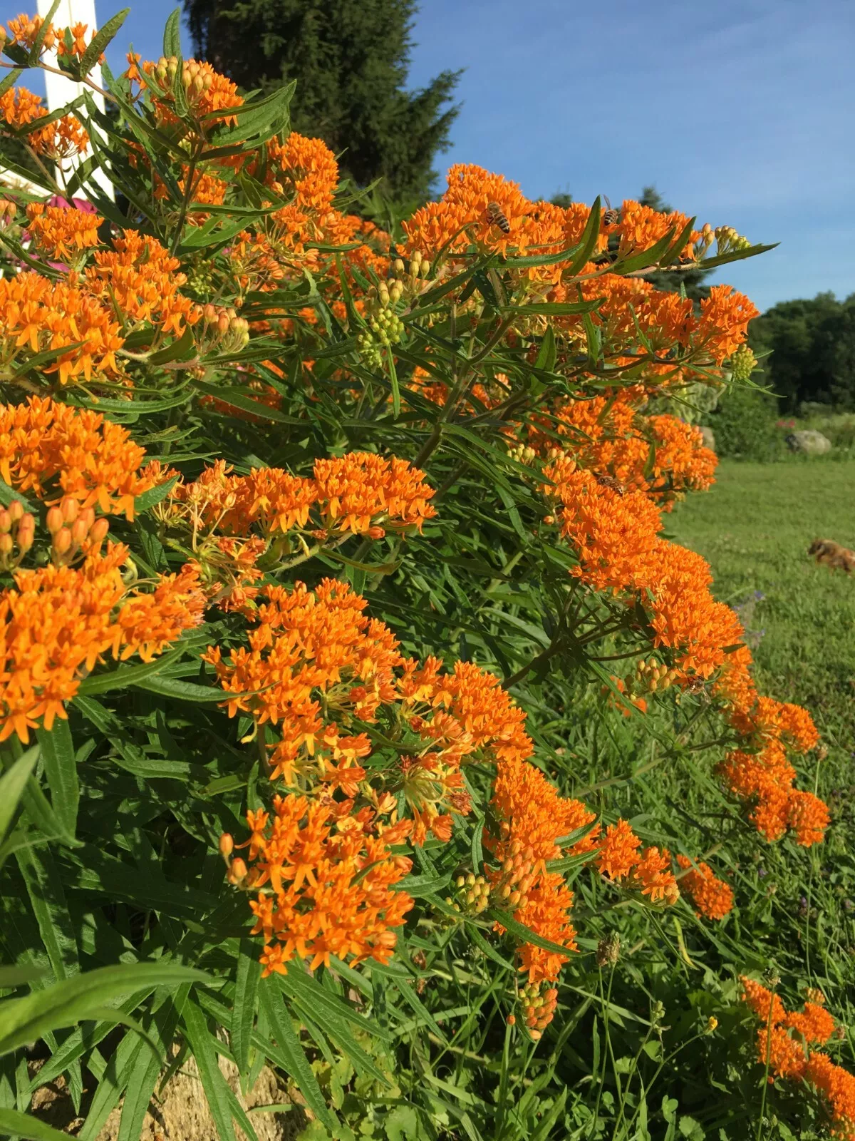 Orange Butterfly Weed, Orange Milkweed, Monarch Butterfly Host, 50-75 seeds - $5.45