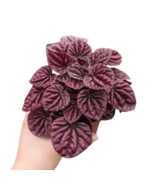 Peperomia &#39;Ripple Red&#39;-4&quot; Pot - $605.11 MXN
