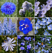 9 Species Mix Blue Wildflower Multi Variety Wild Blue Flower 2024 Fresh Seeds - £11.24 GBP