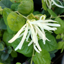 2 Gal Pot - Jazz Hands Dwarf White Loropetalum - Live Plant - FREESHIP - £104.46 GBP