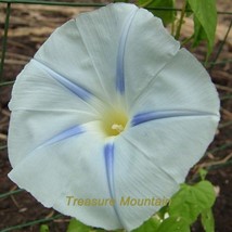 1 Pack 50 Seeds Light Blue Morning Glory Seeds Ipomoea Tricolor Blue Star Very # - $10.87