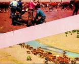 Cattle Roping Cowboys Unused UNP Sample Chrome Postcard - £3.08 GBP