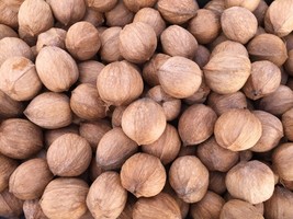 2024 AR Shagbark Hickory Nuts  2 Lbs Bag Organic - $24.74