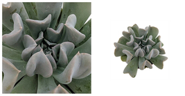 Topsy Turvy Succulent Plant - Echeveria runyonii - Easy to grow - 2.5&quot; Pot - C2 - £34.06 GBP