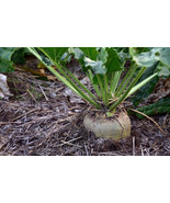 500+ SUGAR BEET SEEDS - Make Sweet SUGAR DEER MAGNET - $7.98