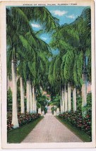 Florida Postcard Avenue Of Royal Palms 1947 - £2.33 GBP