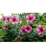 AWS  Cherries Jubilee Allamanda Vine Tropical Starter Plant Large Bell B... - £23.51 GBP