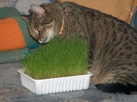 Catgrass Seeds Herb Crested Wheatgrass 300 Seeds Garden Fresh USA Shipping - $10.78