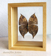 Kallima Inachus Dead Leaf Mimic Real Butterfly Entomology Double Glass D... - $54.99