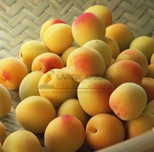 Worldwide Shipping 1 Pack 20 Seeds/Pack Taste Sour Sweet Yellow Round Apricot Se - £16.31 GBP