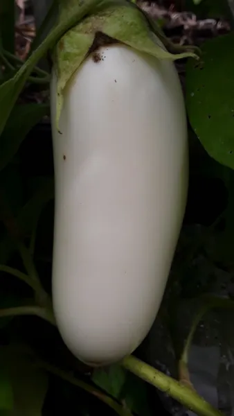 30 Japanese White Eggplant Seeds Large Fresh Garden - £7.85 GBP