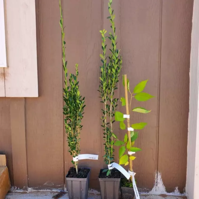 6-18&quot; Tall Plant, 2.5&quot; Pot Sky Pencil Japanese Holly Shrub/Tree Ilex Crenata - £58.05 GBP