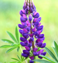 25 Pc Seeds Pink Blue Lupine Perennial Flower, Lupine Seeds for Planting | RK - £9.87 GBP