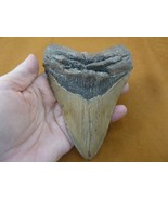 s280-284) 5-11/16&quot; Ancient MEGALODON Shark T**th JEWELRY sharks specimen... - £539.68 GBP