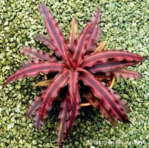 US Seller Red Star Cryptanthus Bivittatus Aka Earth Star Bromeliad Unroo... - £27.01 GBP