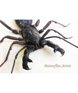Real Whip Tailed Scorpion Thelyphonus Caudatus Framed Entomology Shadowbox - $56.00