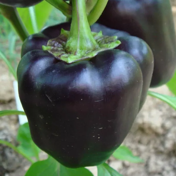 200 Black Bell Pepper Seeds Chili Capsicum Seed Organic Heirloom Fresh Seeds - $5.98