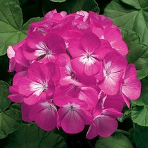 USA Seller Mpb#3 Geranium Zonal Ringo 2000 Deep Rose 15 Geranium Seeds - $18.00