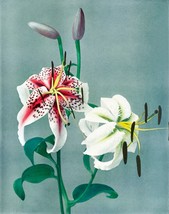 12339.Room Wall Poster.Kazumasa Japanese decor art.Hand-colored photo.Flowers - £12.71 GBP+