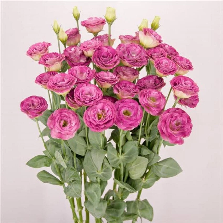 Lisianthus Seeds Lisianthus Arosa 3 Wine Flash Cut Flower - $20.73