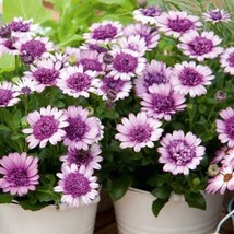 THJAR 50+ Violet &amp; White 3D Cape Daisy Seeds For Garden - Usa - Fast Shipping! - £8.46 GBP