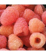 3 Raspberry Plants Double Gold 3 Lrg Dormant Bare Root Canes Zones 4-8 F... - $51.65