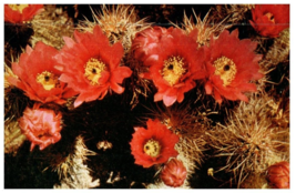 Desert Hedgehog Near Palm Springs California Cactus Postcard - £5.49 GBP