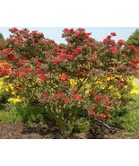 Fireball Deciduous Exbury Azalea Plant 4&quot; Pot - $33.99