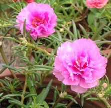 Mixed Color Moss-Rose Purslane Double Flower, 100 SEEDS D - £12.86 GBP