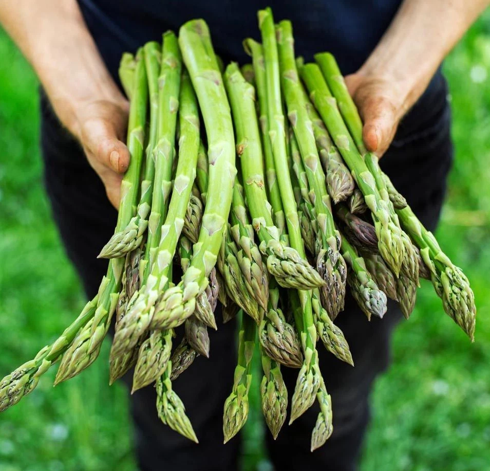 100+ ASPARAGUS SEEDS - MARY WASHINGTON---------- Non GMO - Heirloom - Or... - $8.19