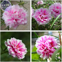 AQL Portulaca grandiflora Rose Pink Sunflower Seeds 200 Seeds Original Pack doub - $8.35