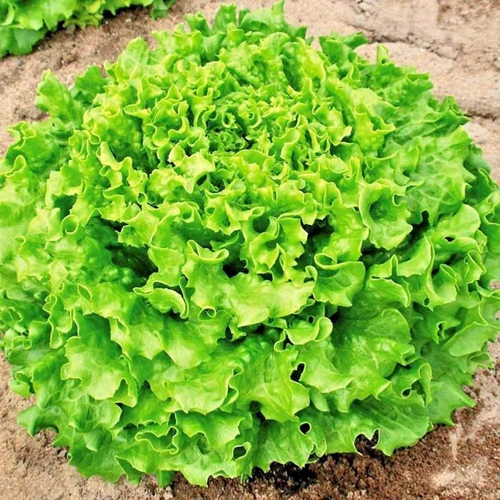 600 SALAD Bowl LETTUCE Seeds Organic Vegetable Garden - $8.59