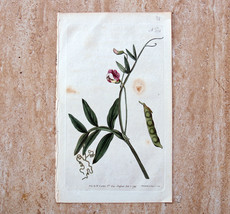 Curtis Botanical Print Engraving Flower Magazine 1794 Colored Victorian 02180 - £15.76 GBP