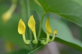 Fresh 10 Birthwort Herb Seeds For Planting Aristolochia Clematitis Ship From Usa - $17.96