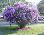 Dark Purple Lilac Tree Perennial Flower Garden Huge Blooms 50 Pure Seeds - $5.99
