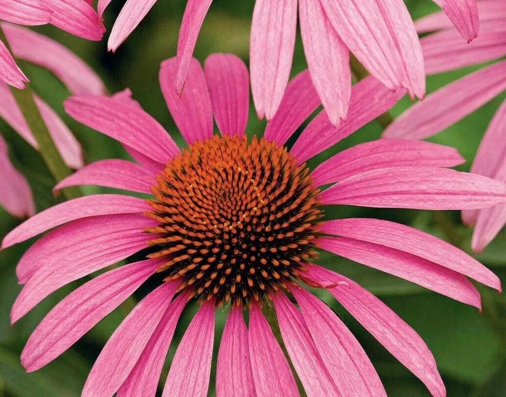 Purple Coneflower Echinacea Seeds Perennial Herbs Wildflowers 200+ Seeds - $5.00