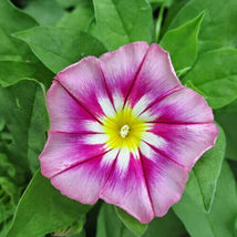 30 Seeds Rose Ensign Dwarf Morning Glory Seeds  - £9.10 GBP