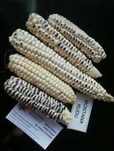 Montana Kudu Corn - Maize - 10+ seeds - Zm 059 - £2.40 GBP