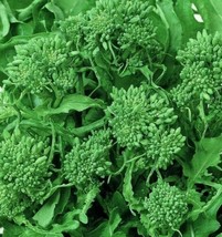 THJAR Broccoli Seeds 500+ Spring Raab Rapini Garden Vegetables Non Gmo - £4.24 GBP