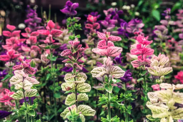 75 Tricolor Clary Sage Mix Blue Pink Salvia Viridis Horminum Herb Flower Seeds F - £7.86 GBP