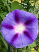 5 SEEDS LIGHT PURPLE MORNING GLORY HEIRLOOM - $114.35 MXN