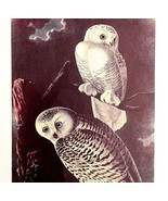 Snowy Owl Bird Lithograph 1950 Audubon Antique Art Print DWP6B - $651.47 MXN
