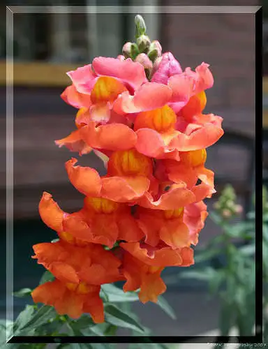 250 Orange Wonder Snapdragon Antirrhinum Majus Flower Seeds Fresh Garden - £7.06 GBP